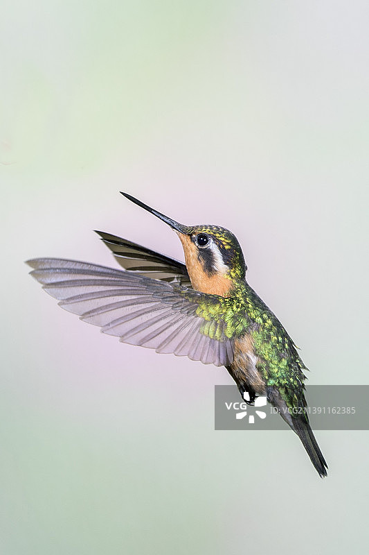 飞行中的雌性紫喉山宝石蜂鸟图片素材