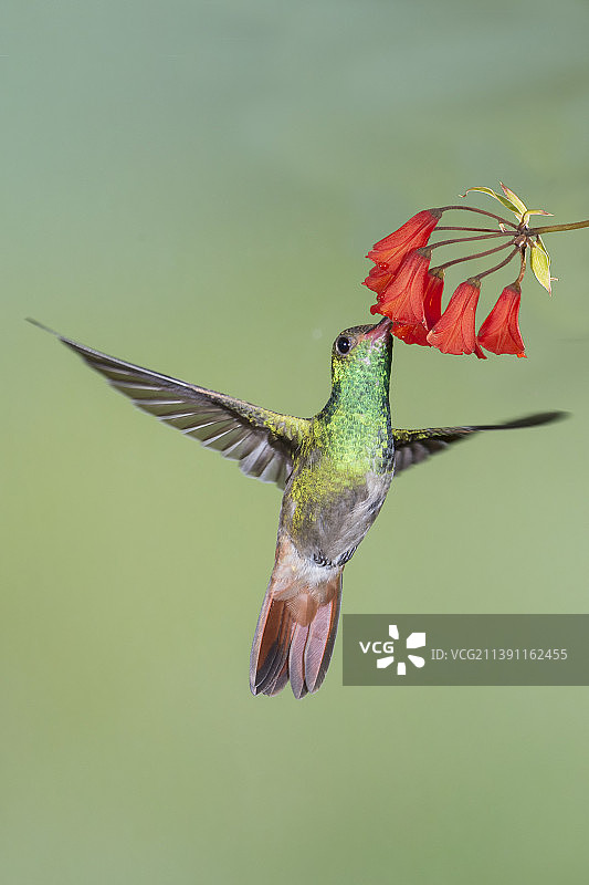 红尾蜂鸟采食花朵图片素材