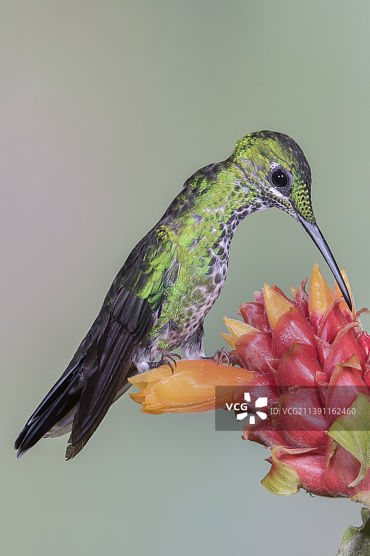 栖息在花上的绿冠辉蜂鸟雌鸟图片素材