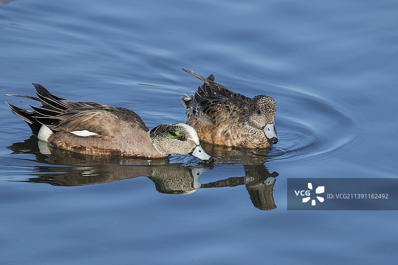 一对绿翅鸭水面嬉戏，带倒影图片素材