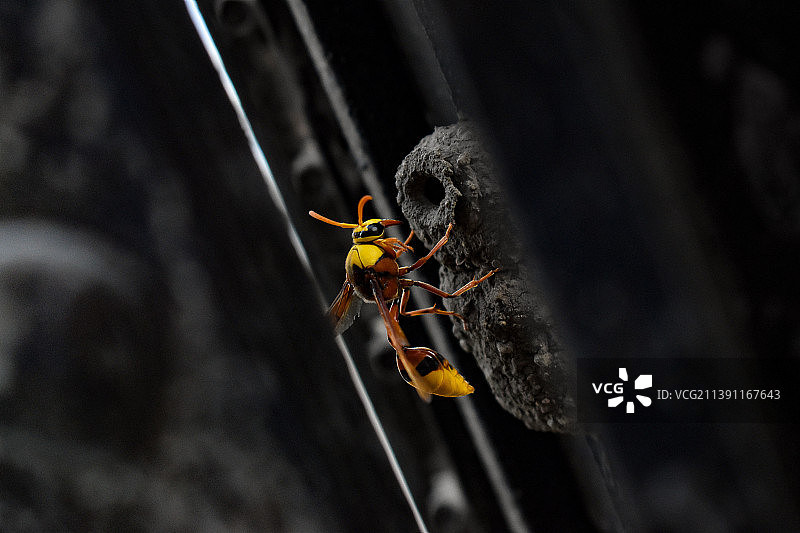 昆虫在植物上的特写图片素材