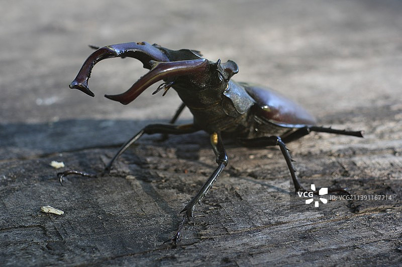 俄罗斯木头甲虫特写图片素材