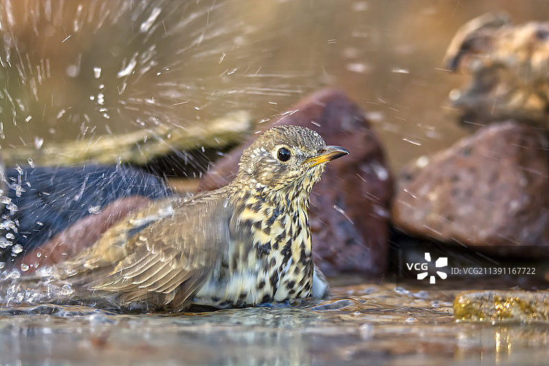 特写：在湖中饮水的歌鸫，罗马尼亚图片素材