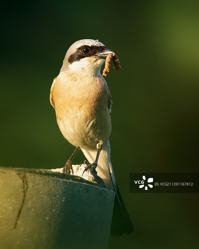 特写：鸣禽栖息于栏杆上图片素材
