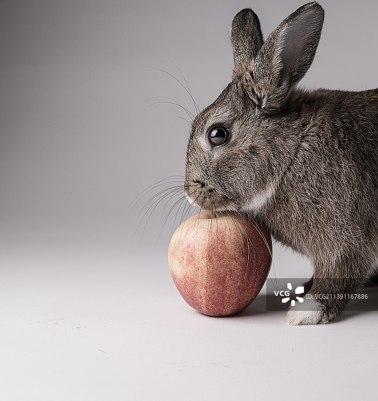 白色背景下吃苹果的兔子特写图片素材