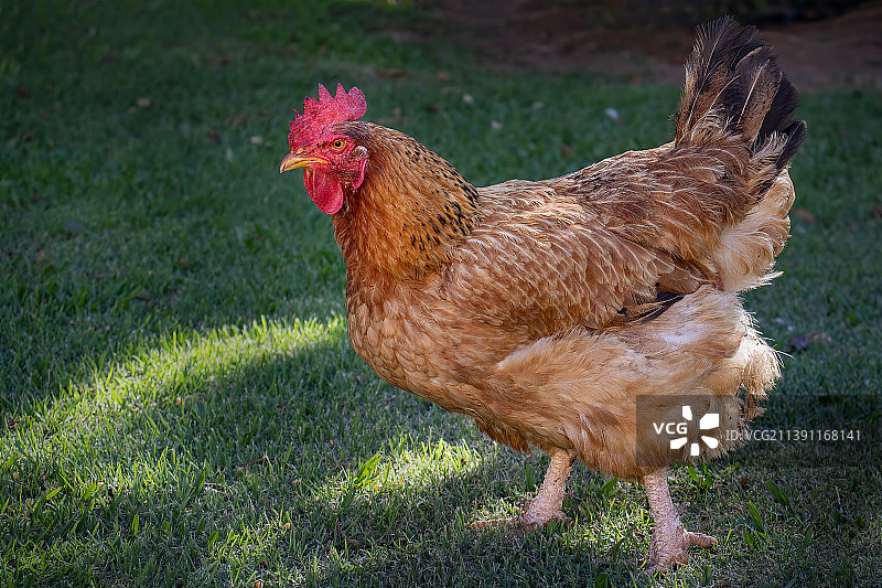 巴西田野里的公鸡特写图片素材