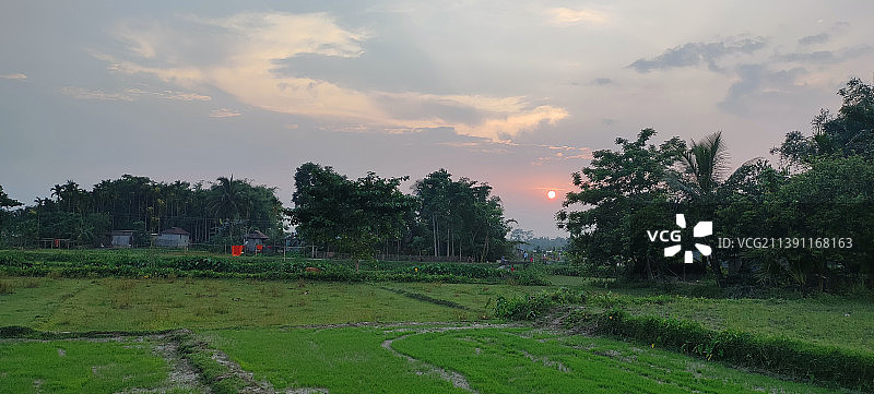 印度西孟加拉邦日落时分天空下的树木图片素材