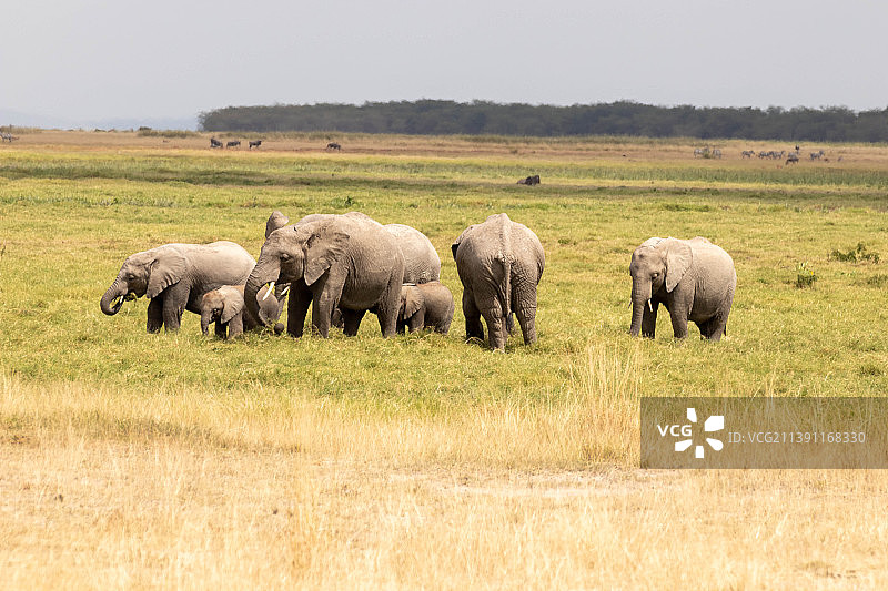 在肯尼亚察沃国家公园的野生动物照片图片素材