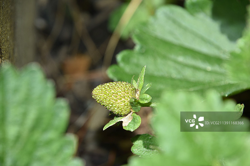 花园藤蔓上的未成熟草莓图片素材