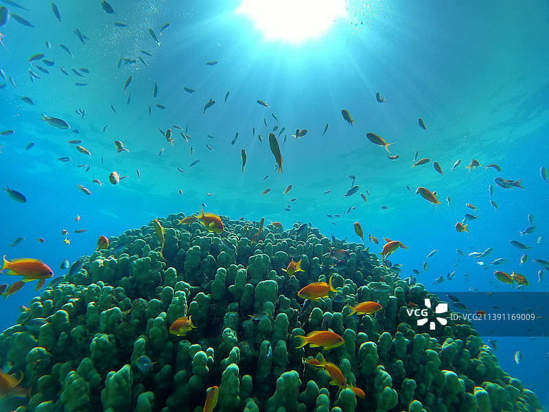 红海珊瑚礁与水生植物，埃及达哈卜蓝色泻湖西奈图片素材