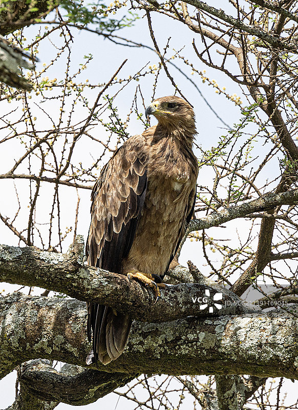 仰视栖息在树枝上的金色茶色老鹰图片素材