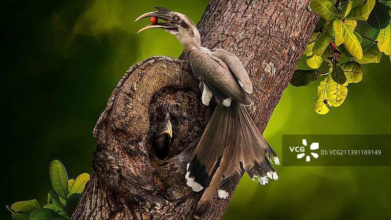 奉献的顶峰：犀鸟的故事，印度喀拉拉邦特里凡得琅图片素材