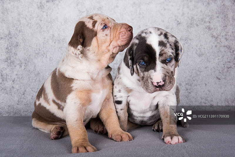 灰色背景上的两只路易斯安那卡塔荷拉豹犬幼犬图片素材
