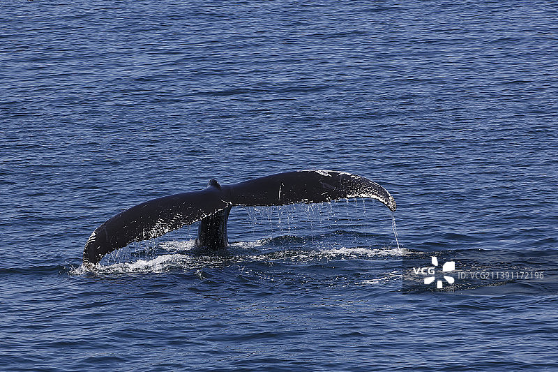 美国马萨诸塞州科德角湾座头鲸游泳的鸟瞰图图片素材