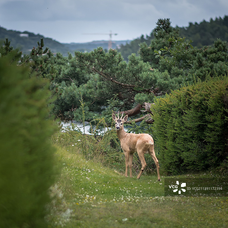 挪威克里斯蒂安桑田野上的鹿肖像图片素材