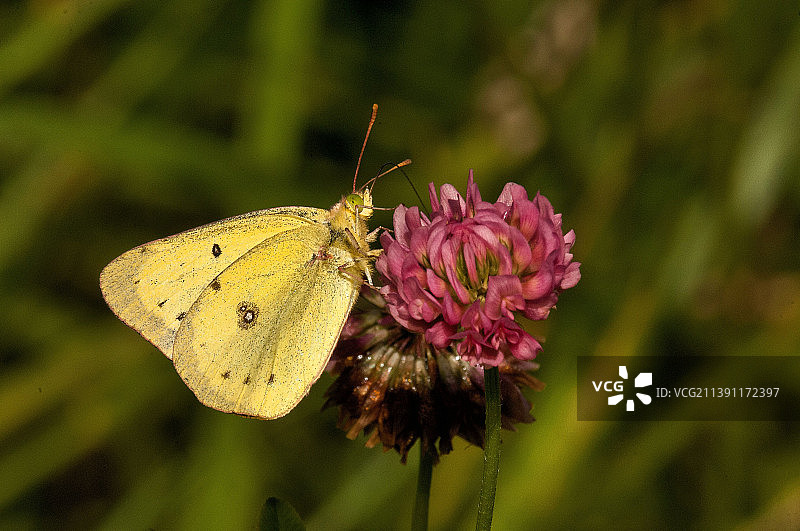 美国拉巴格伍兹的蝴蝶授粉特写图片素材