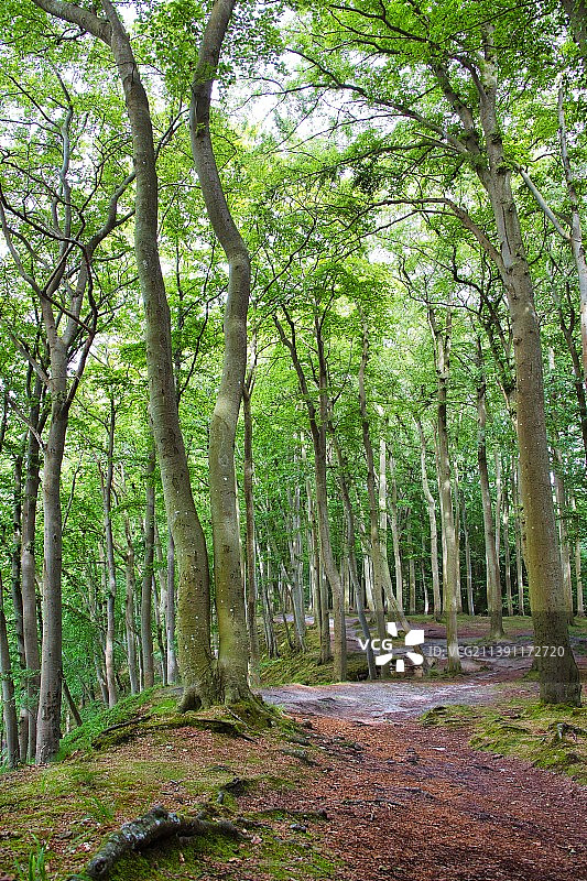 德国宾茨森林中的树木图片素材