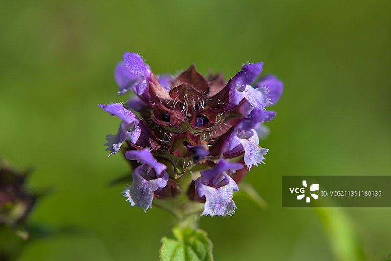 卡普紫色植物特写，法国蒙托邦图片素材
