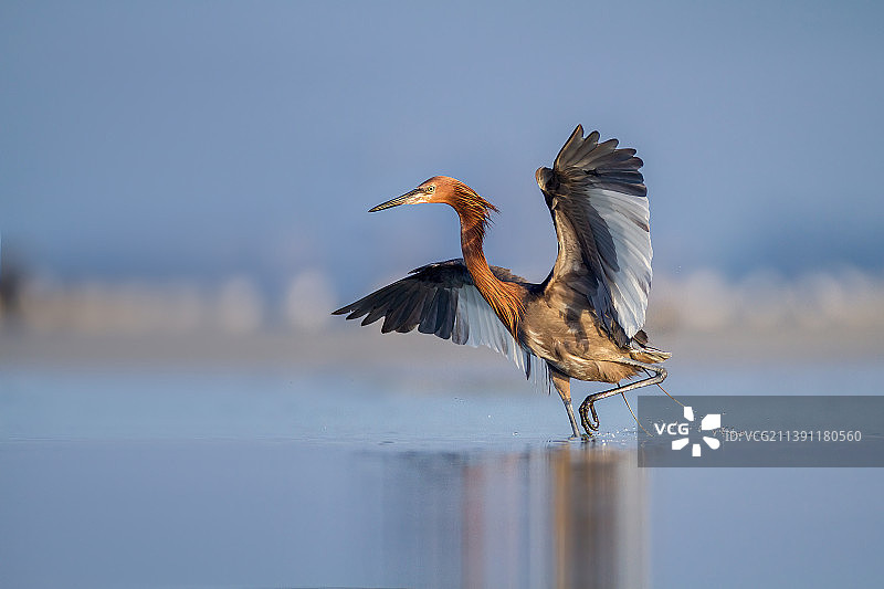 特写：美国佛罗里达州迈尔斯堡海滩，苍鹭飞过湖面图片素材