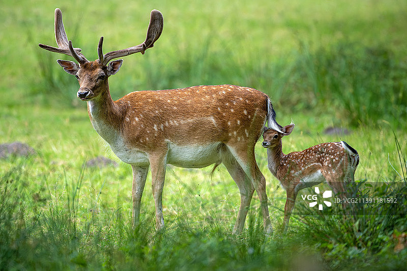 德国田野中站立的休耕鹿侧视图图片素材
