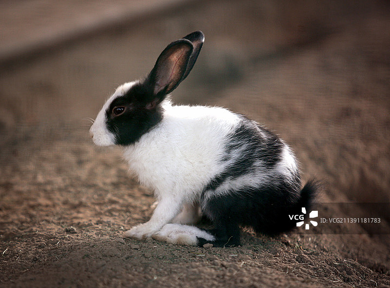 兔子在桌子上的特写图片素材