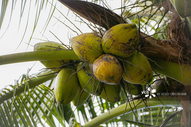 树上椰子的仰视角度图片素材