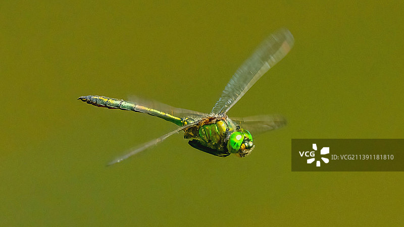 蜻蜓在植物上的特写图片素材