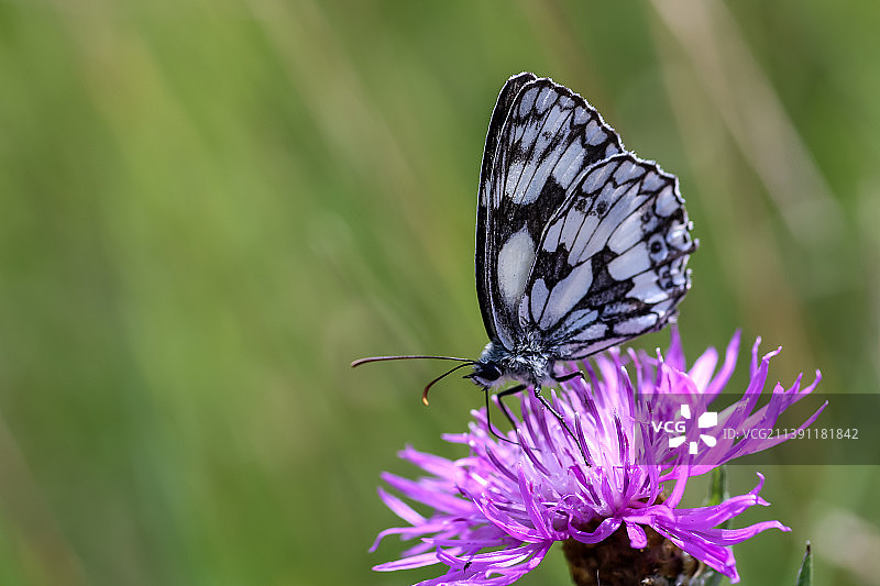 蝴蝶在紫色花朵上授粉的特写图片素材