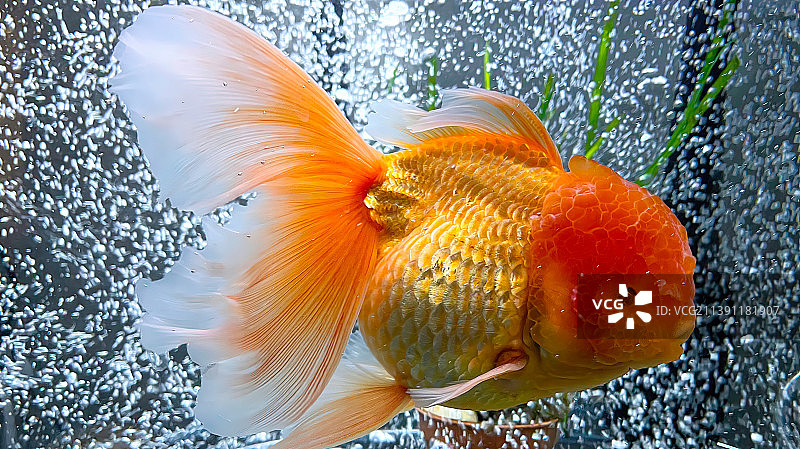 在水箱中游泳的金鱼特写，英国图片素材