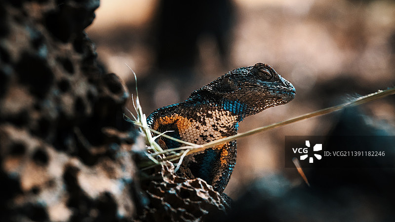 美国加利福尼亚州岩石上的蜥蜴特写图片素材