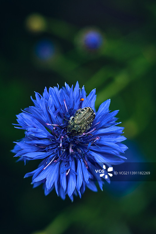 蓝色花朵的特写图片素材
