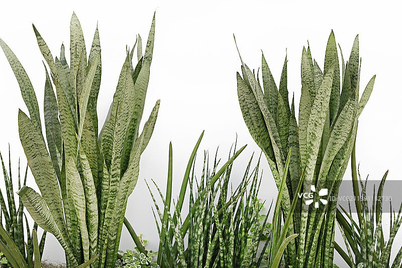 金边虎尾兰绿叶图片素材