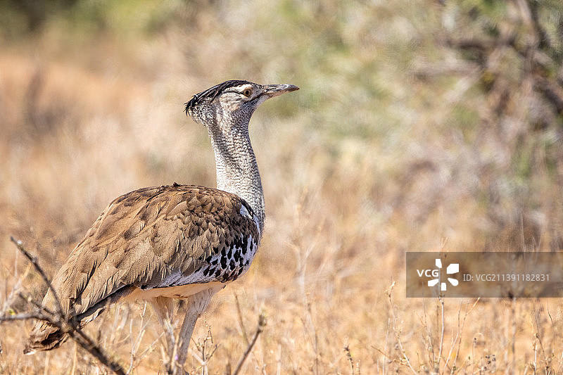 科里鸨栖息在田野上的特写图片素材