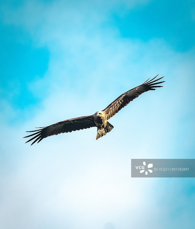 飞翔的老鹰的低角度景观图片素材