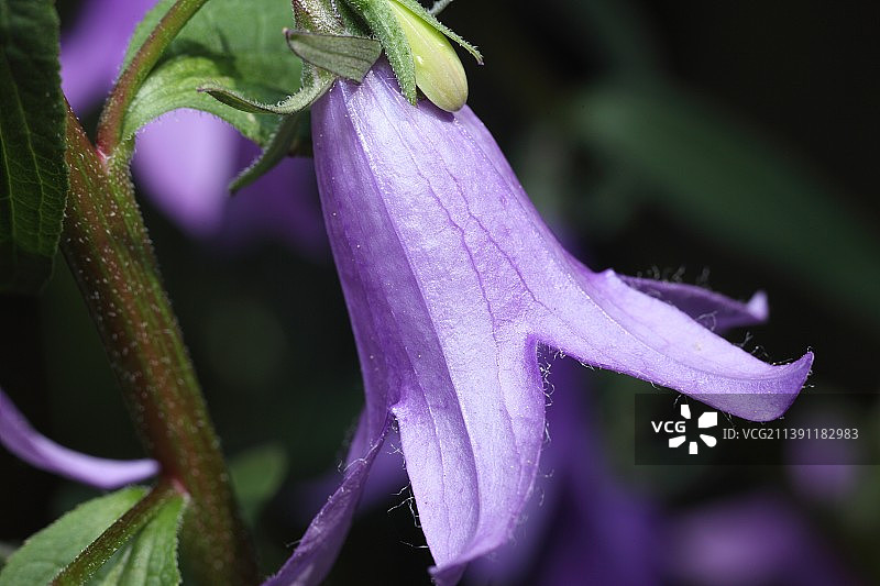紫色花朵特写，美国俄勒冈州波特兰图片素材