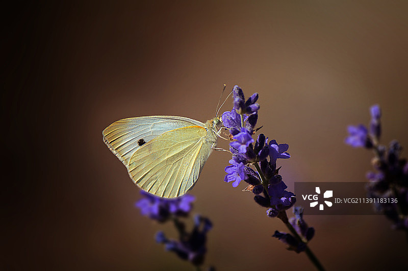 蝴蝶在紫色花朵上采蜜（乌克兰）图片素材