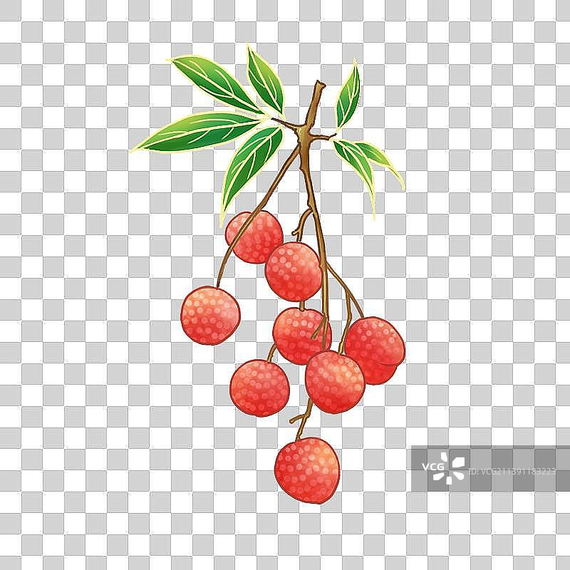 夏天新鲜的荔枝图片素材