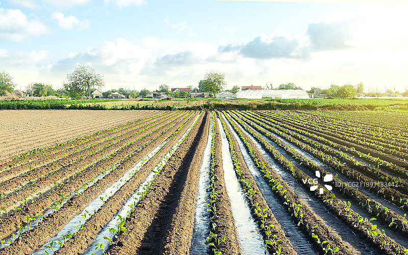 通过灌溉渠浇灌茄子幼苗，乌克兰图片素材