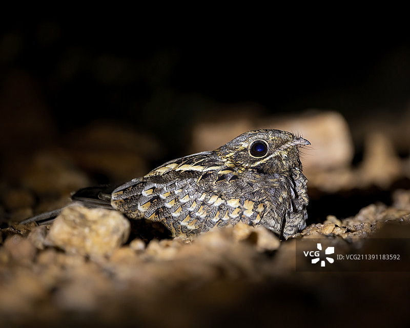 岩石上蜥蜴的特写图片素材