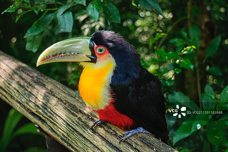 犀鸟栖息在树枝上的特写图片素材