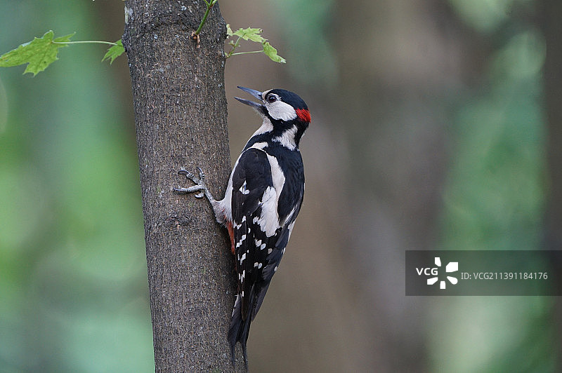 啄木鸟栖息在树干上的特写图片素材