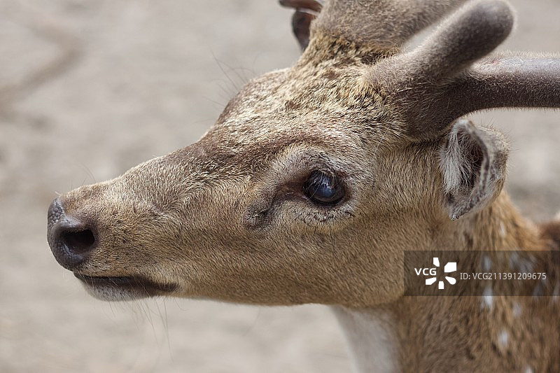 印尼普兰巴南公园的 spotted deer图片素材