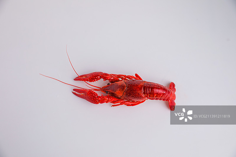 煮熟的一只小龙虾图片素材