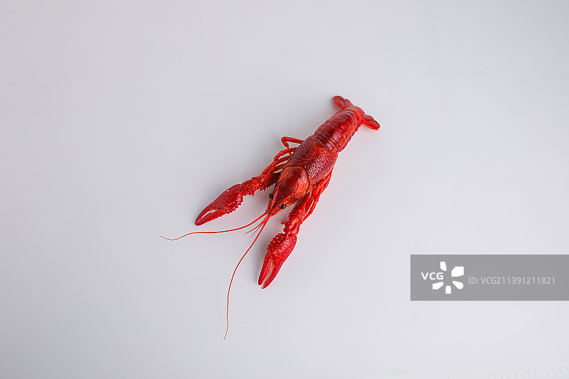 煮熟的一只小龙虾图片素材