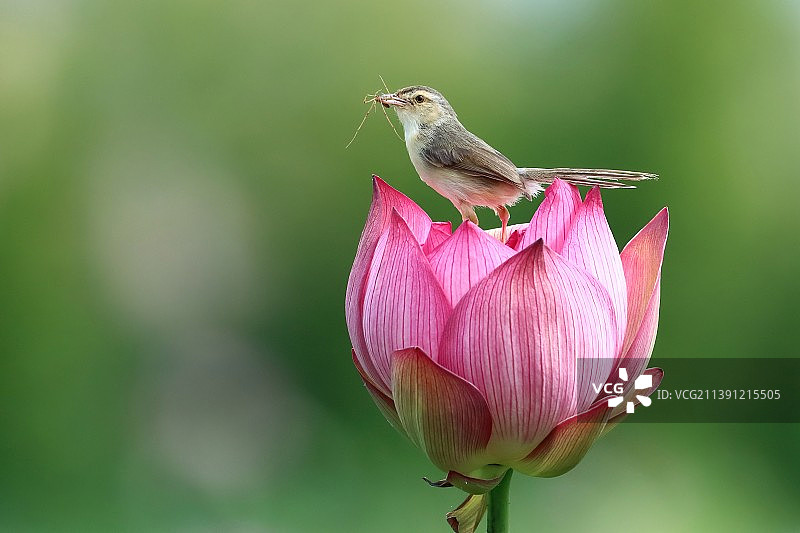 花花公子图片素材