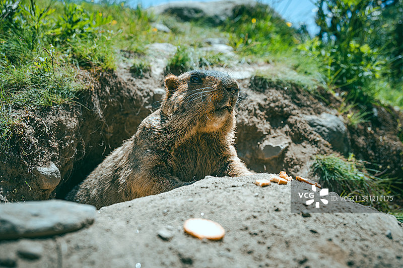 土拨鼠图片素材