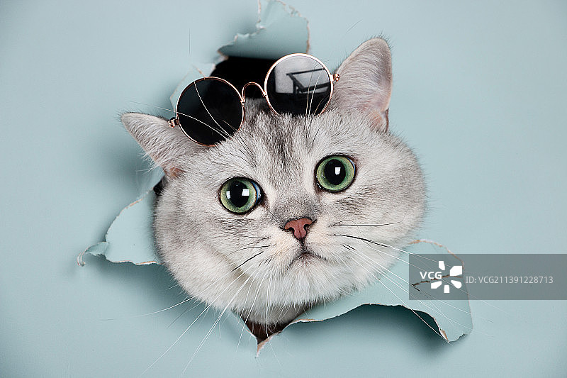 室内的猫咪们图片素材