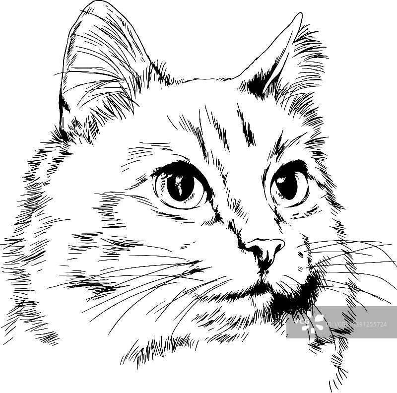 手绘墨水纯种猫图片素材