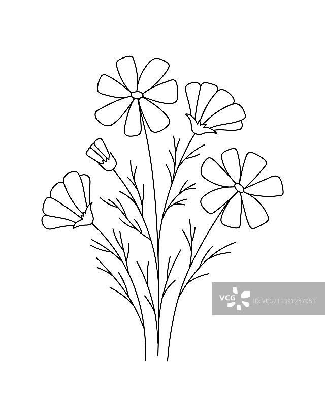 黑白线条波斯菊花朵绘画图片素材