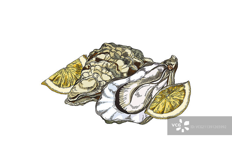 刻有柠檬片的打开的牡蛎壳图片素材